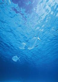 海洋之城 电视剧吻